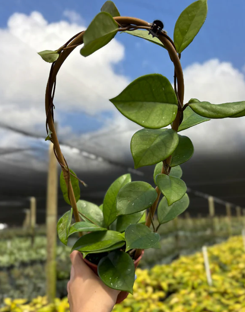 Hoya Fungii Care | Plant Proper