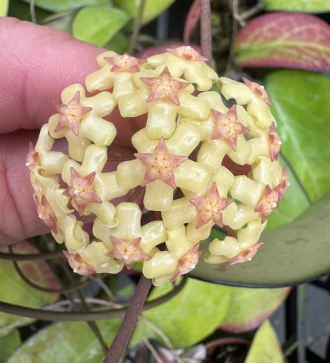Hoya Fusco Marginata Care | Plant Proper