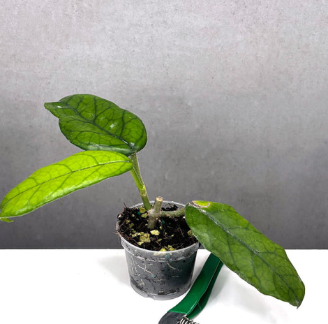 Hoya Globulosa Care | Plant Proper