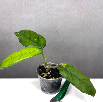 Hoya Globulosa Care | Plant Proper