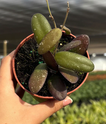 Hoya GPS 7240 Care | Plant Proper