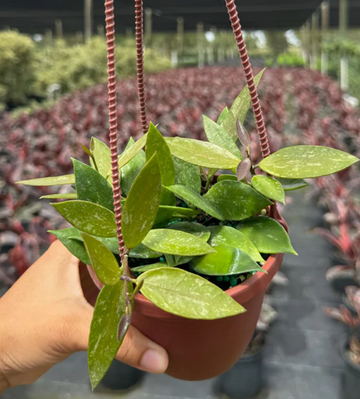Hoya Gracilis Care | Plant Proper