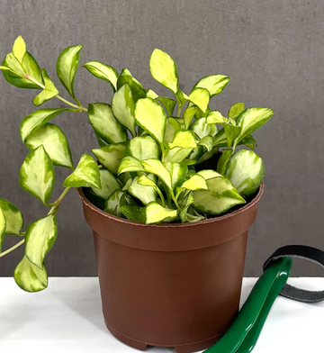 Hoya Heuschkeliana Variegated Care | Plant Proper