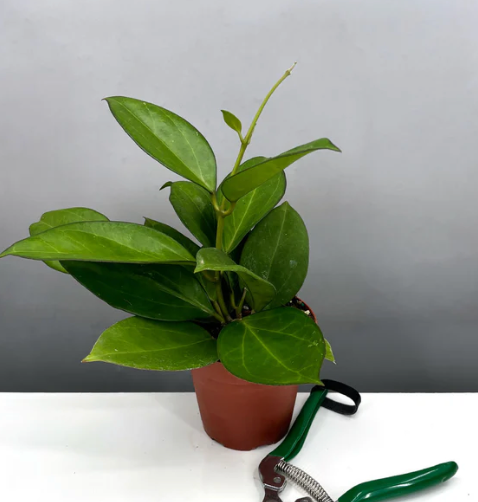 Hoya Icensis Care | Plant Proper