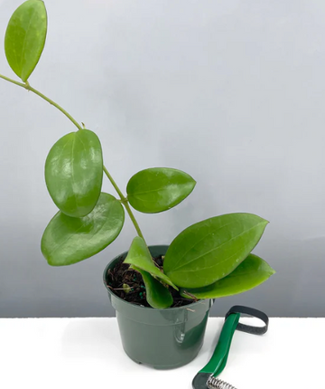 Hoya Idaho Care | Plant Proper