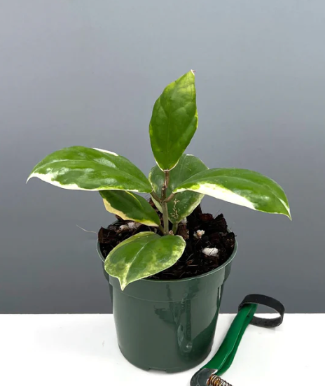 Hoya Incrassata Eclipse Care | Plant Proper