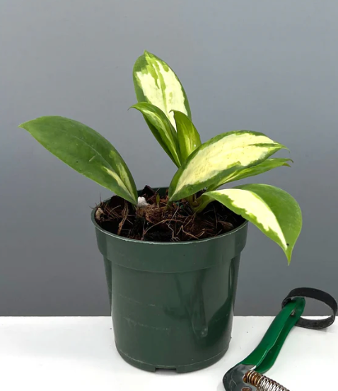 Hoya Incrassata MoonShadow Care | Plant Proper
