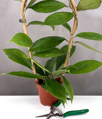 Hoya Jennifer Care | Plant Proper