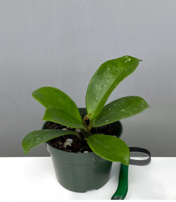 Hoya Joel Care | Plant Proper