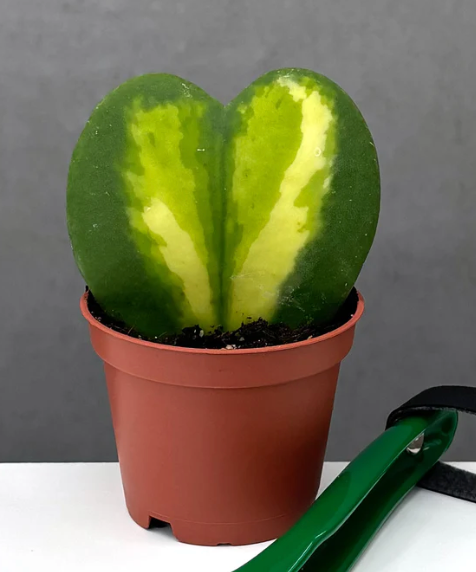 Hoya Kerrii Heart Flame Care | Plant Proper