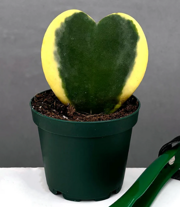 Hoya Kerrii Leaf Variegated Care | Plant Proper