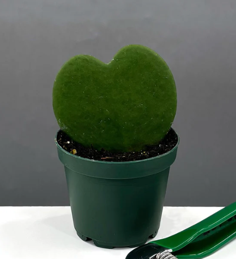 Hoya Kerrii Leaf Care | Plant Proper