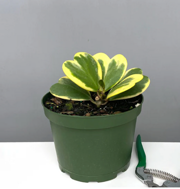 Hoya Kerrii Heart Variegated Care | Plant Proper
