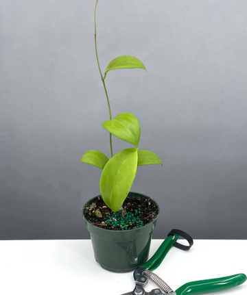 Hoya Kicki Care | Plant Proper