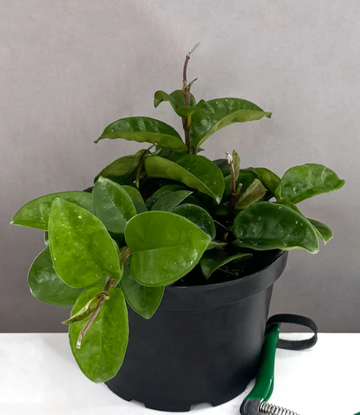 Hoya Krinkle 8 Care | Plant Proper