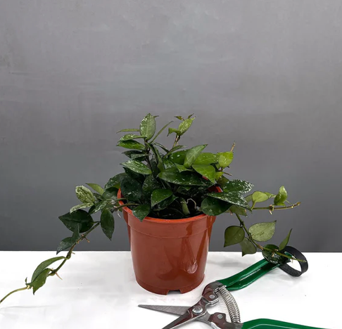 Hoya Krohniana Care | Plant Proper