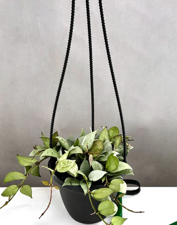 Hoya Krohniana Silver Care | Plant Proper