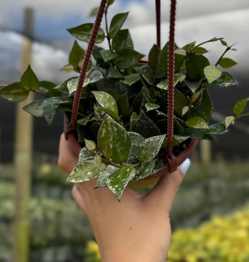 Hoya Krohniana Splash Care | Plant Proper