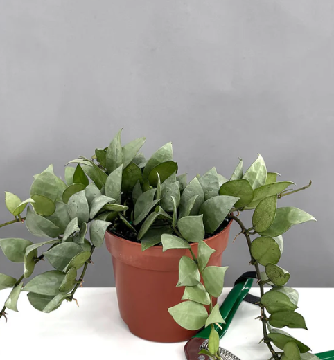 Hoya Krohniana Super Silver Care | Plant Proper