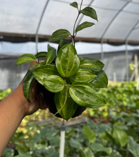 Hoya Latifolia 'Bai Bua' Care | Plant Proper