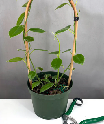 Hoya Lauterbachii Care | Plant Proper