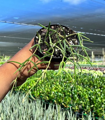 Hoya Linearis Care | Plant Proper
