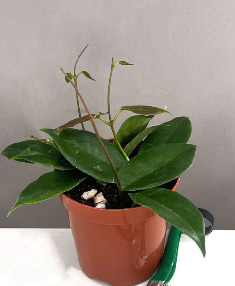 Hoya Macgillivrayi Care | Plant Proper