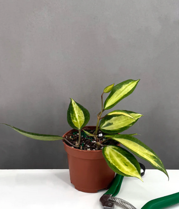 Hoya Macrophylla Pot of Gold Care | Plant Proper