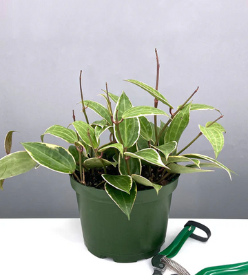 Hoya Macrophylla Variegated Care | Plant Proper