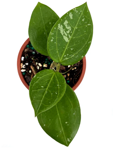 Hoya Mahaxay Laos Care | Plant Proper