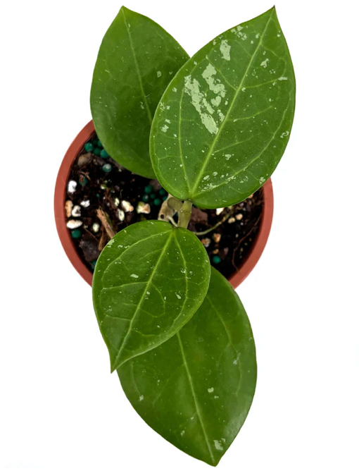 Hoya Mahaxay Laos Care | Plant Proper