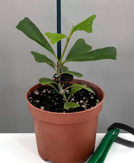 Hoya Manipurensis Care | Plant Proper