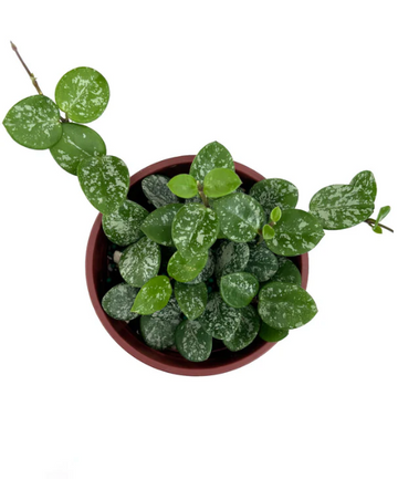 Hoya Mathilde Splash Care | Plant Proper
