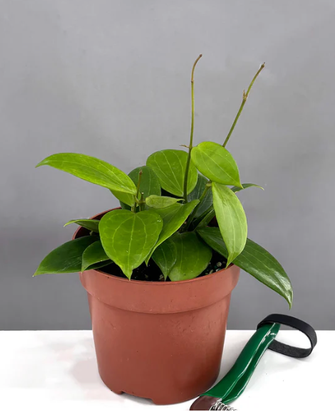 Hoya MB 1379 Care | Plant Proper