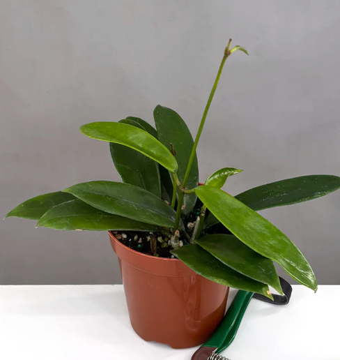 Hoya Meliflua Care | Plant Proper