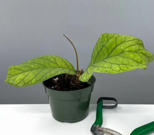 Hoya Meredithii Care | Plant Proper