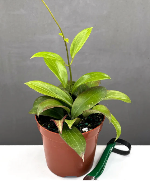 Hoya Nathalie Care | Plant Proper