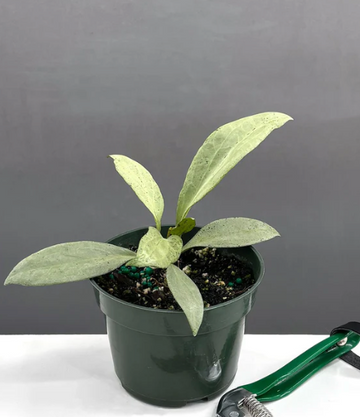 Hoya New Guinea Ghost Care | Plant Proper