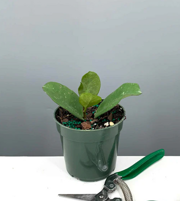 Hoya Obovata Care | Plant Proper
