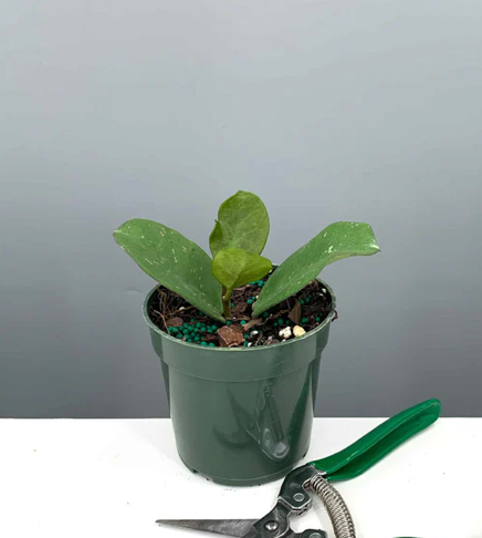 Hoya Obovata Care | Plant Proper