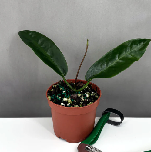 Hoya Onychoides Care | Plant Proper