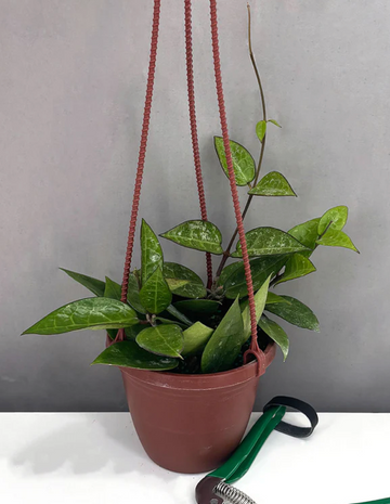 Hoya Parasitica Black Margin Splash Care | Plant Proper