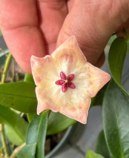 Hoya Patella Pink Care | Plant Proper