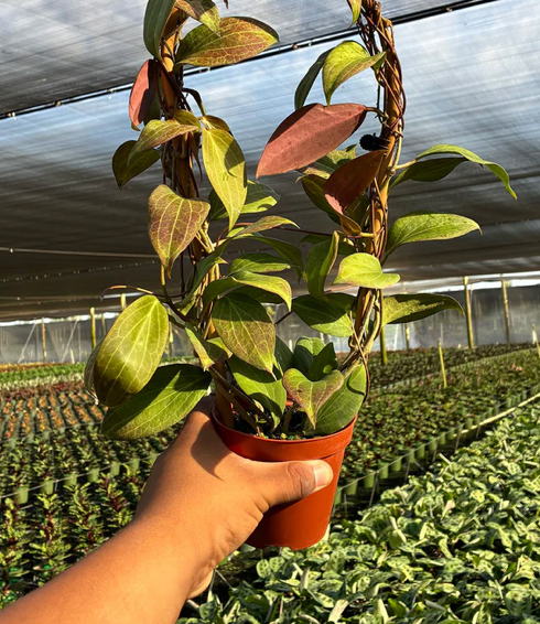 Hoya Pottsii Care | Plant Proper