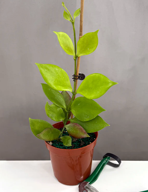 Hoya Psuedo Littoralis Care | Plant Proper