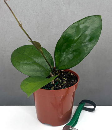 Hoya Puom Siam Ruby Care | Plant Proper