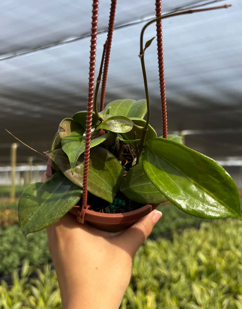 Hoya Quinquenervia Care | Plant Proper