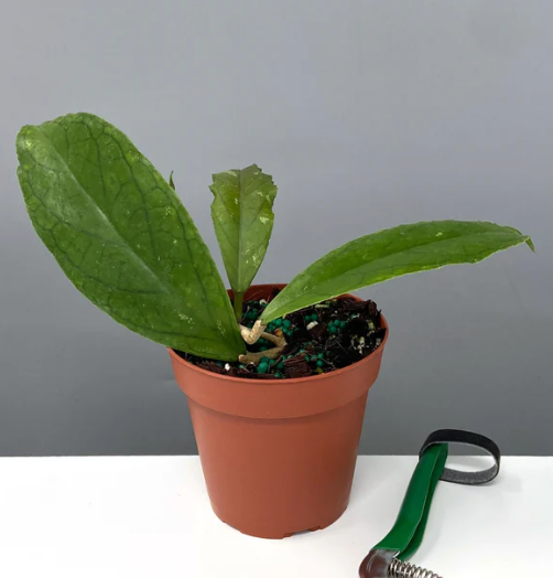 Hoya Ranauensis Care | Plant Proper