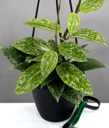 Hoya Rangsan Splash Care | Plant Proper