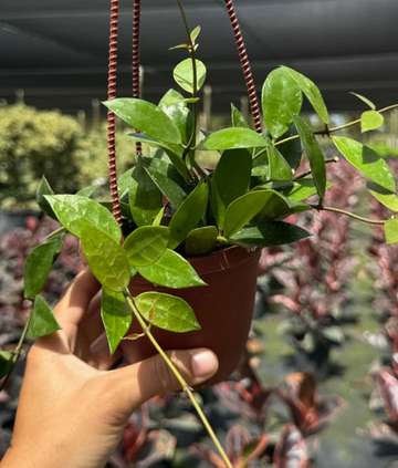Hoya Rebecca Care | Plant Proper